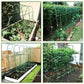 🔥🔥Aanbieding! 🌱 Verbindingsgespen - Verbindingsgespen voor planten
